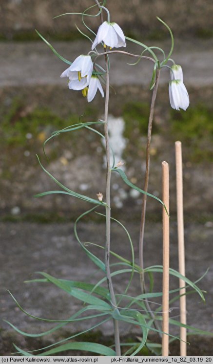 Fritillaria yuminensis