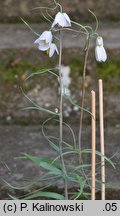 Fritillaria yuminensis