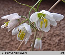 Fritillaria yuminensis