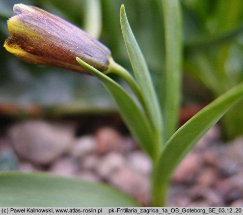 Fritillaria zagrica