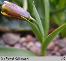 Fritillaria zagrica