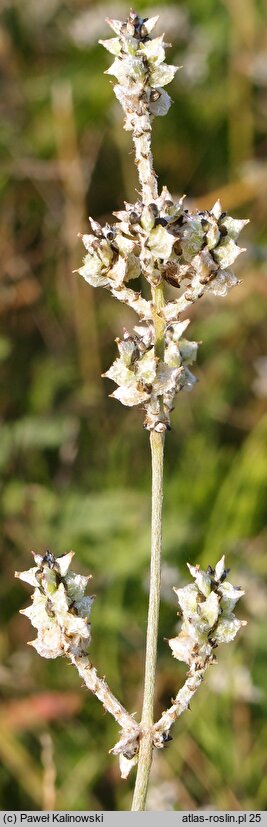 Froelichia gracilis