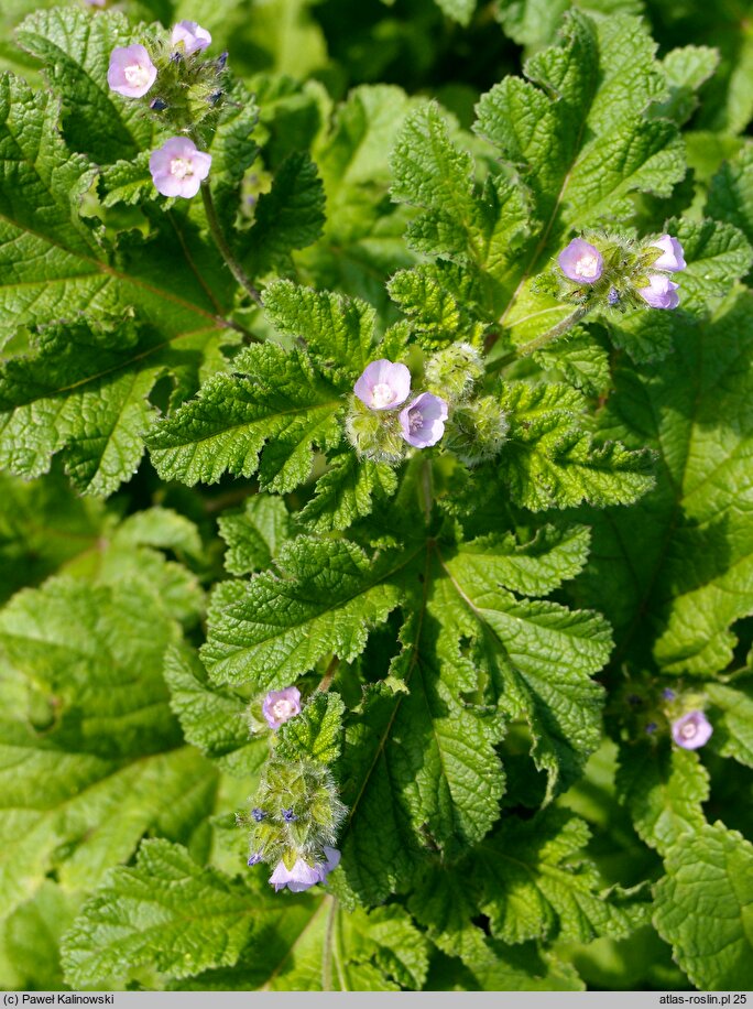 Fuertesimalva limensis