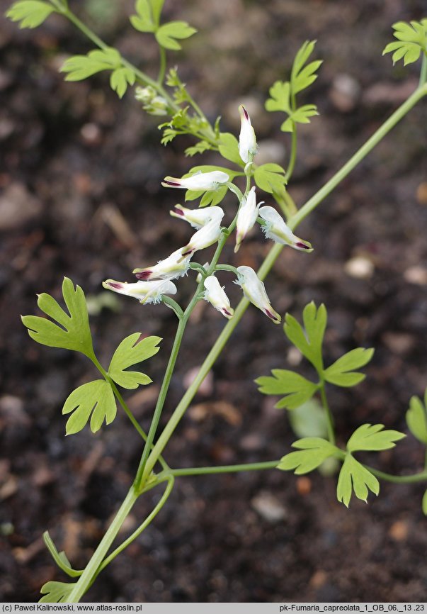 Fumaria capreolata (dymnica wielkokwiatowa)