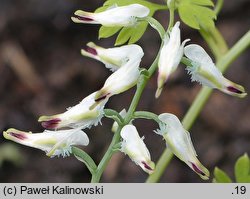 Fumaria capreolata (dymnica wielkokwiatowa)