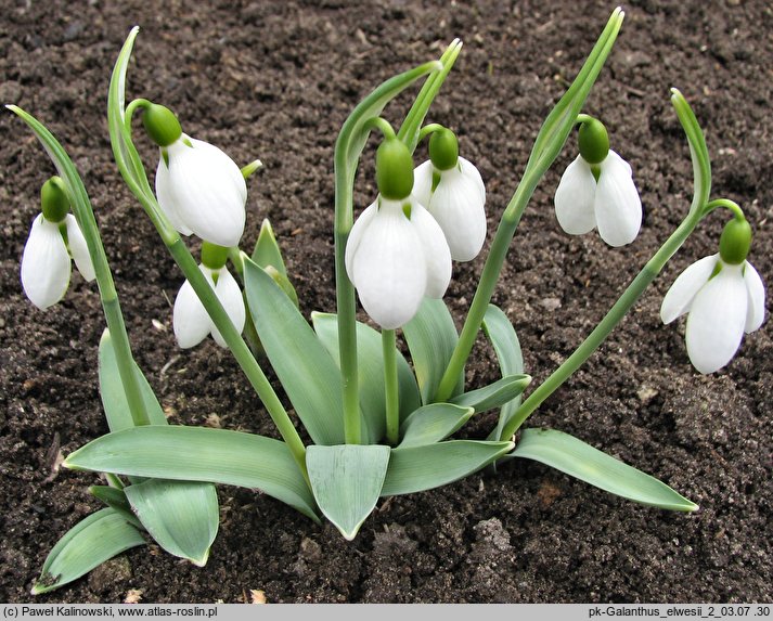 Galanthus elwesii (śnieżyczka Elwesa)