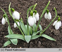 Galanthus elwesii (śnieżyczka Elwesa)