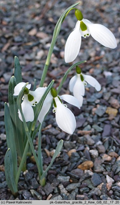 Galanthus gracilis