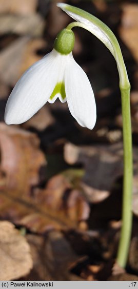 Galanthus reginae-olgae