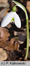 Galanthus reginae-olgae