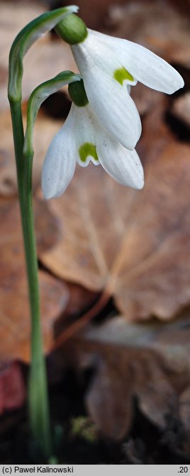 Galanthus reginae-olgae