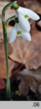 Galanthus reginae-olgae