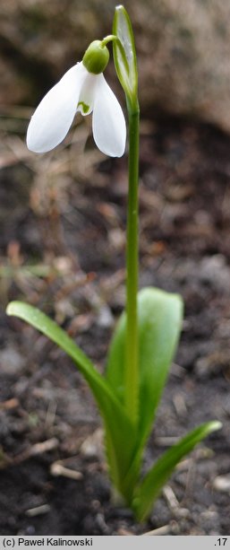 Galanthus woronowii