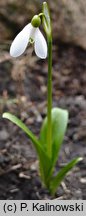 Galanthus woronowii