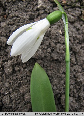 Galanthus woronowii