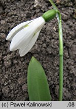 Galanthus woronowii