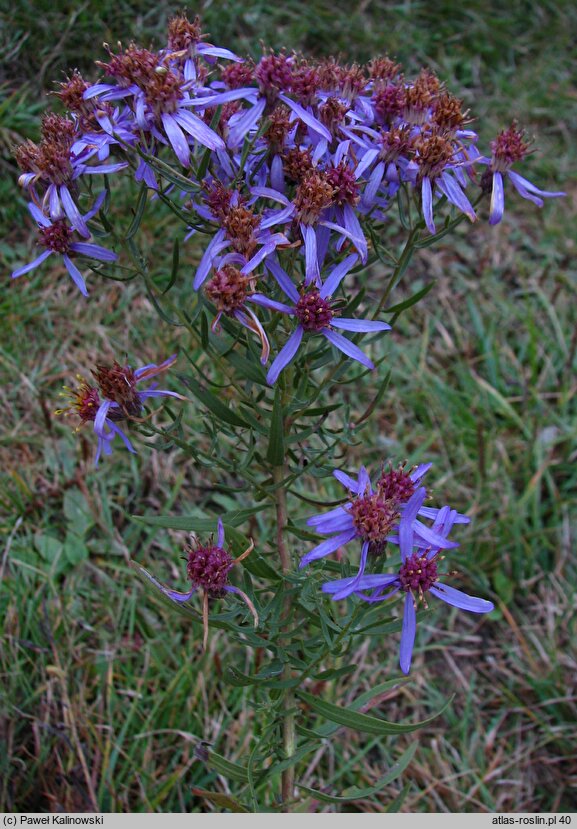 Galatella sedifolia