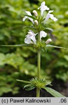 Galeopsis segetum (poziewnik piaskowy)