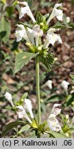 Fritillaria yuminensis