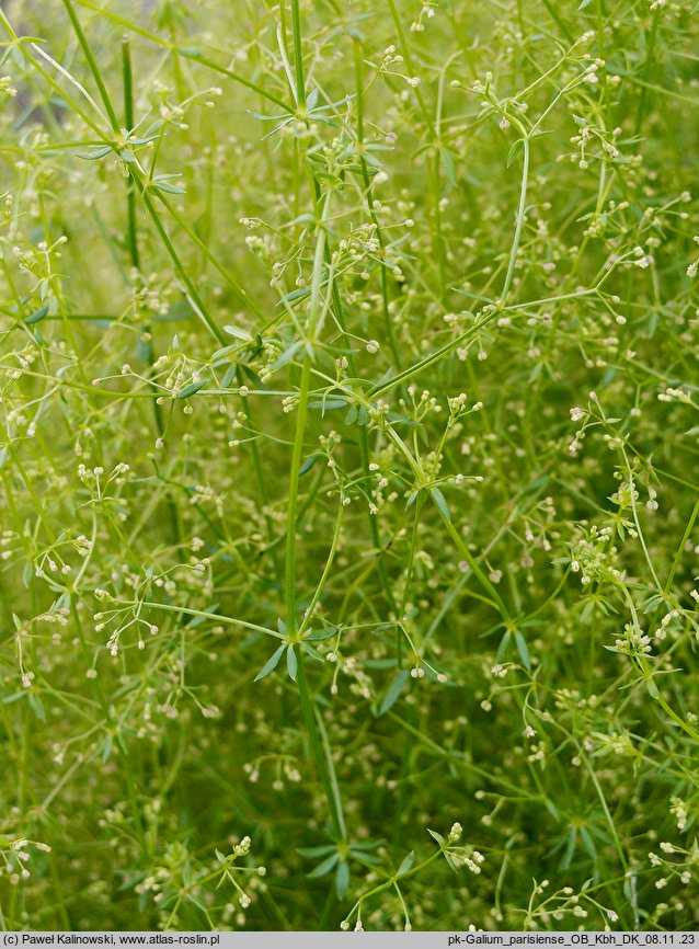 Galium parisiense (przytulia śródziemnomorska)