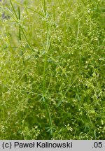 Galium parisiense (przytulia śródziemnomorska)