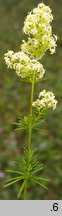 Galium ×pomeranicum