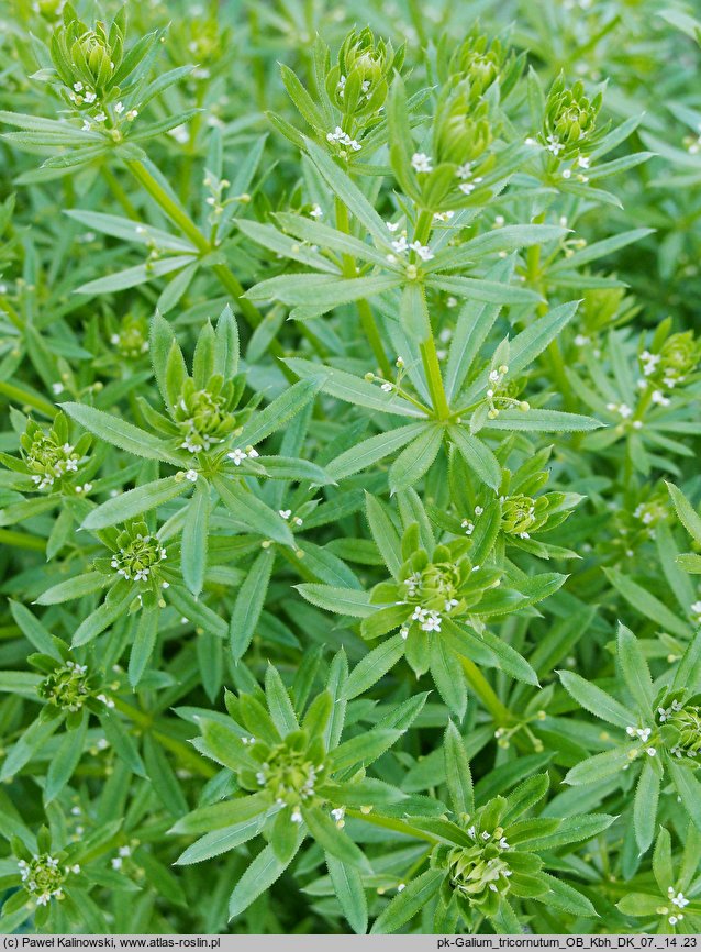 Galium tricornutum (przytulia trójrożna)