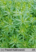 Galium tricornutum (przytulia trójrożna)