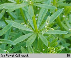 Galium tricornutum (przytulia trójrożna)