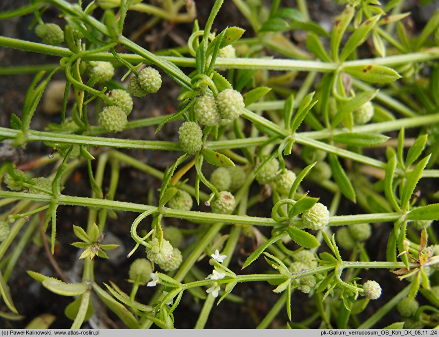 Galium verrucosum (przytulia wielkoowockowa)