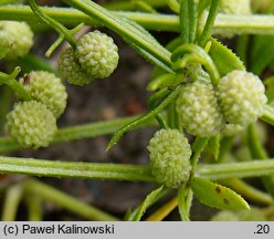 Galium verrucosum (przytulia wielkoowockowa)