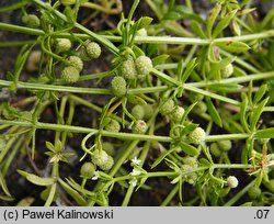 Galium verrucosum (przytulia wielkoowockowa)