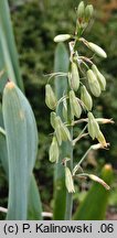 Ornithogalum viridiflorum