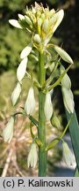 Ornithogalum viridiflorum