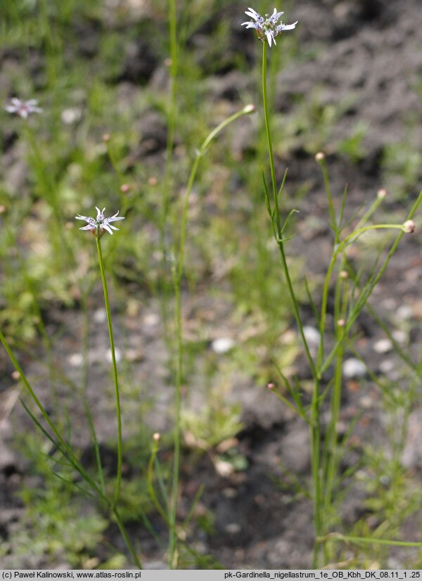 Nigella nigellastrum