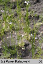 Nigella nigellastrum