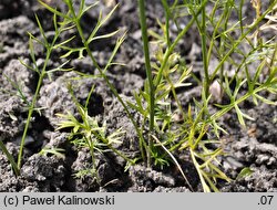 Nigella nigellastrum