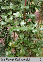 Garrya elliptica