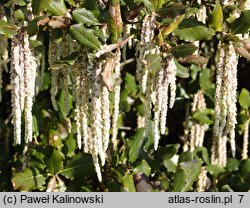 Garrya elliptica