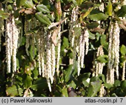 Garrya elliptica