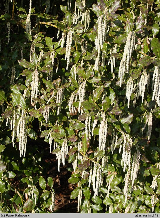 Garrya elliptica