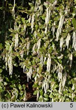 Garrya elliptica