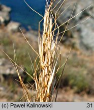 Gaudinia fragilis (gaudinia krucha)