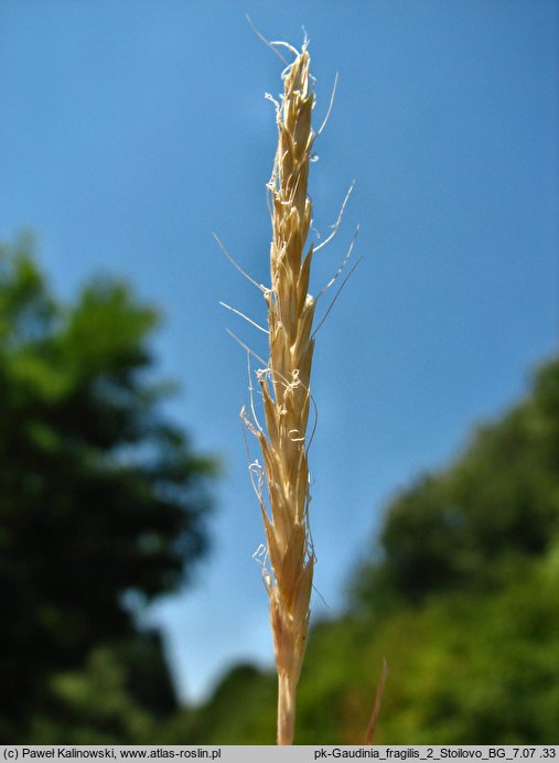 Gaudinia fragilis (gaudinia krucha)