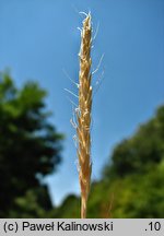 Gaudinia fragilis (gaudinia krucha)