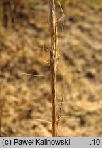 Gaudinia fragilis (gaudinia krucha)