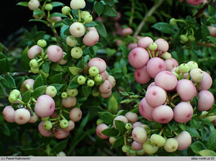 Gaultheria mucronata (pernecja chilijska)