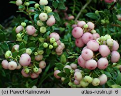 Gaultheria mucronata (pernecja chilijska)