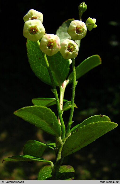 Gaultheria pyroloides