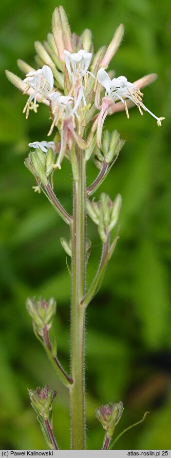 Oenothera gaura